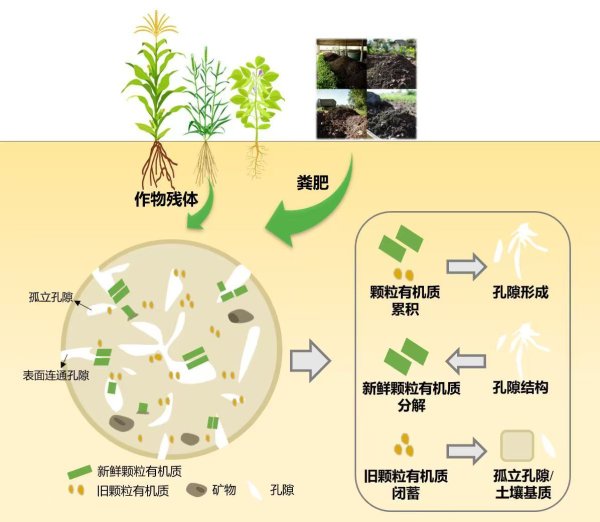 配资在线炒股查询 科学家解密土壤团聚体孔隙对颗粒有机质的调控作用